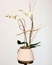 Load image into Gallery viewer, Orchid Galore