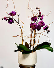 Load image into Gallery viewer, Orchid Galore