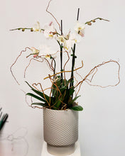 Load image into Gallery viewer, Orchid Galore