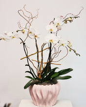 Load image into Gallery viewer, Orchid Galore