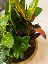 Load image into Gallery viewer, Desk Garden