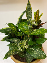 Load image into Gallery viewer, Desk Garden