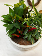 Load image into Gallery viewer, Shelf Garden