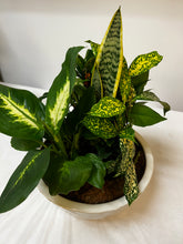 Load image into Gallery viewer, Shelf Garden