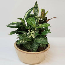 Load image into Gallery viewer, Desk Garden