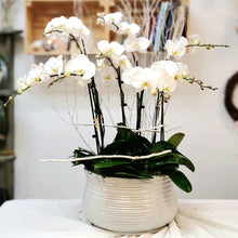 Load image into Gallery viewer, Orchid Galore