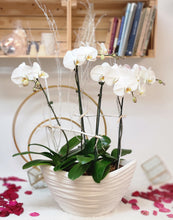 Load image into Gallery viewer, Orchid Galore