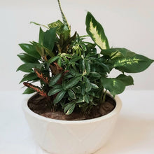Load image into Gallery viewer, Shelf Garden