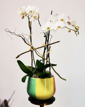 Load image into Gallery viewer, Orchid Galore
