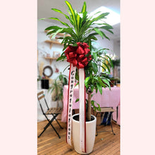 Load image into Gallery viewer, Congratulatory Standing Plants
